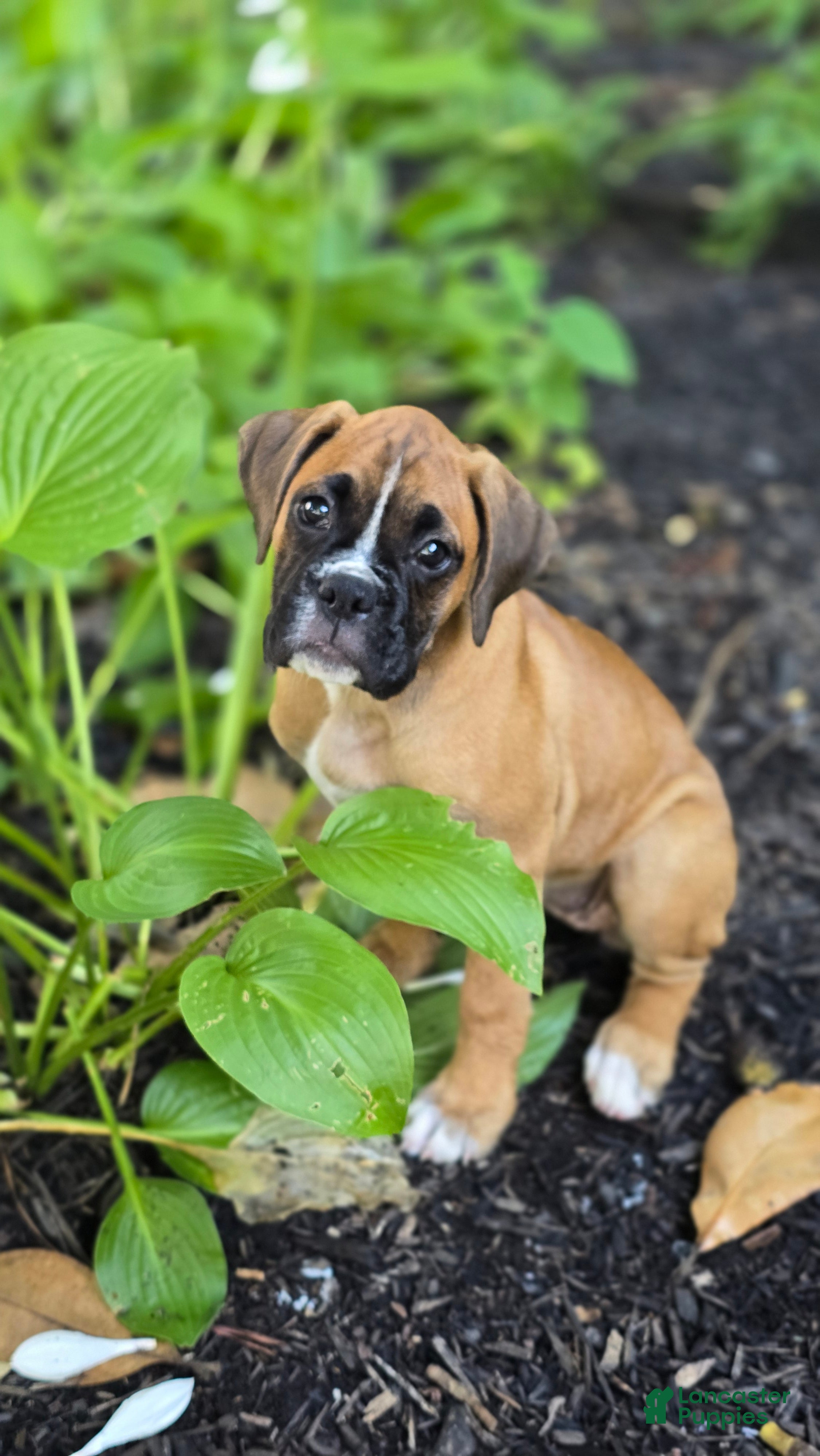 Boxer dogs Twinny - Ad 2