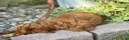 Toy Poodle dogs for sale: Tommy - Ad 9