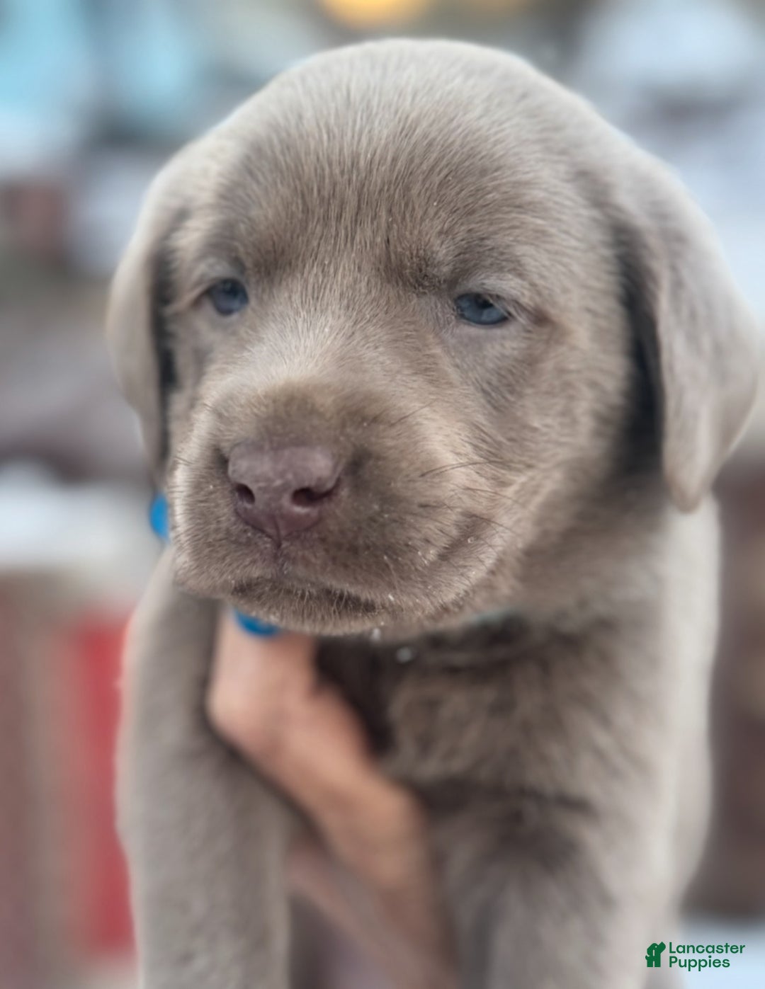 Labrador Retriever dogs for sale: Labrador Retriever Puppy 1 - Ad 11