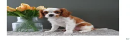 Cavalier King Charles Spaniel dogs for sale: Carly - Ad 6
