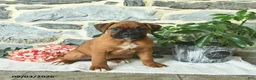 Boxer dogs for sale: Cinnamon - Ad 3