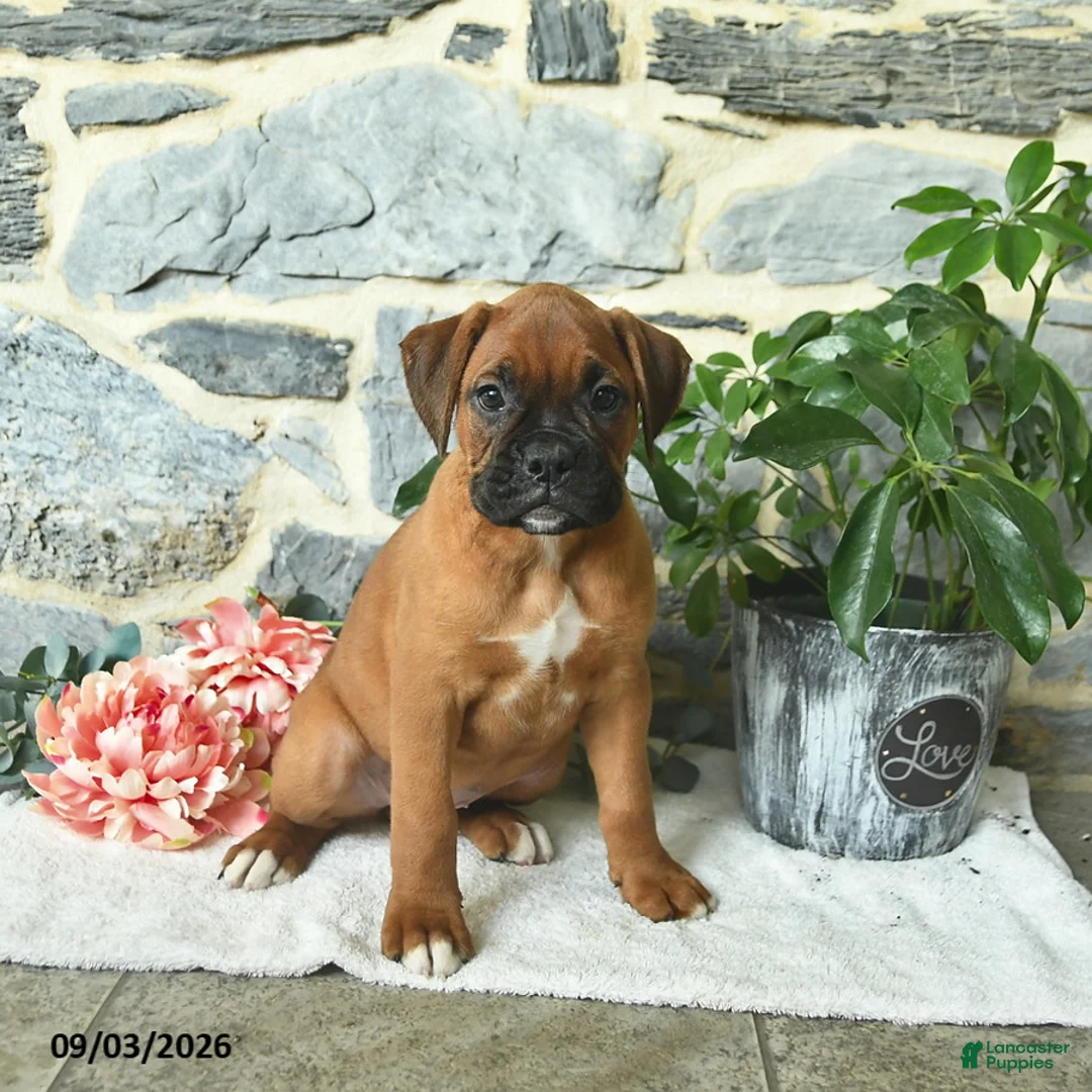 Boxer dogs for sale: Cinnamon - Ad 3