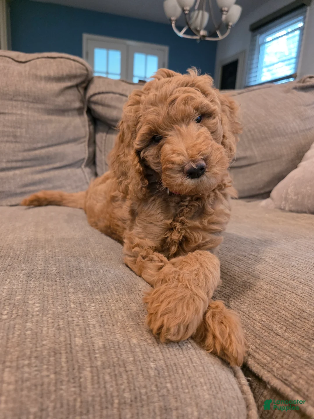 Goldendoodle dogs for sale: Sky - Ad 2