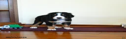 Greater Swiss Mountain Dog dogs for sale: Waylon - Ad 3