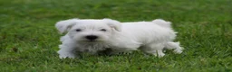 Miniature Schnauzer dogs for sale: George  - Ad 4