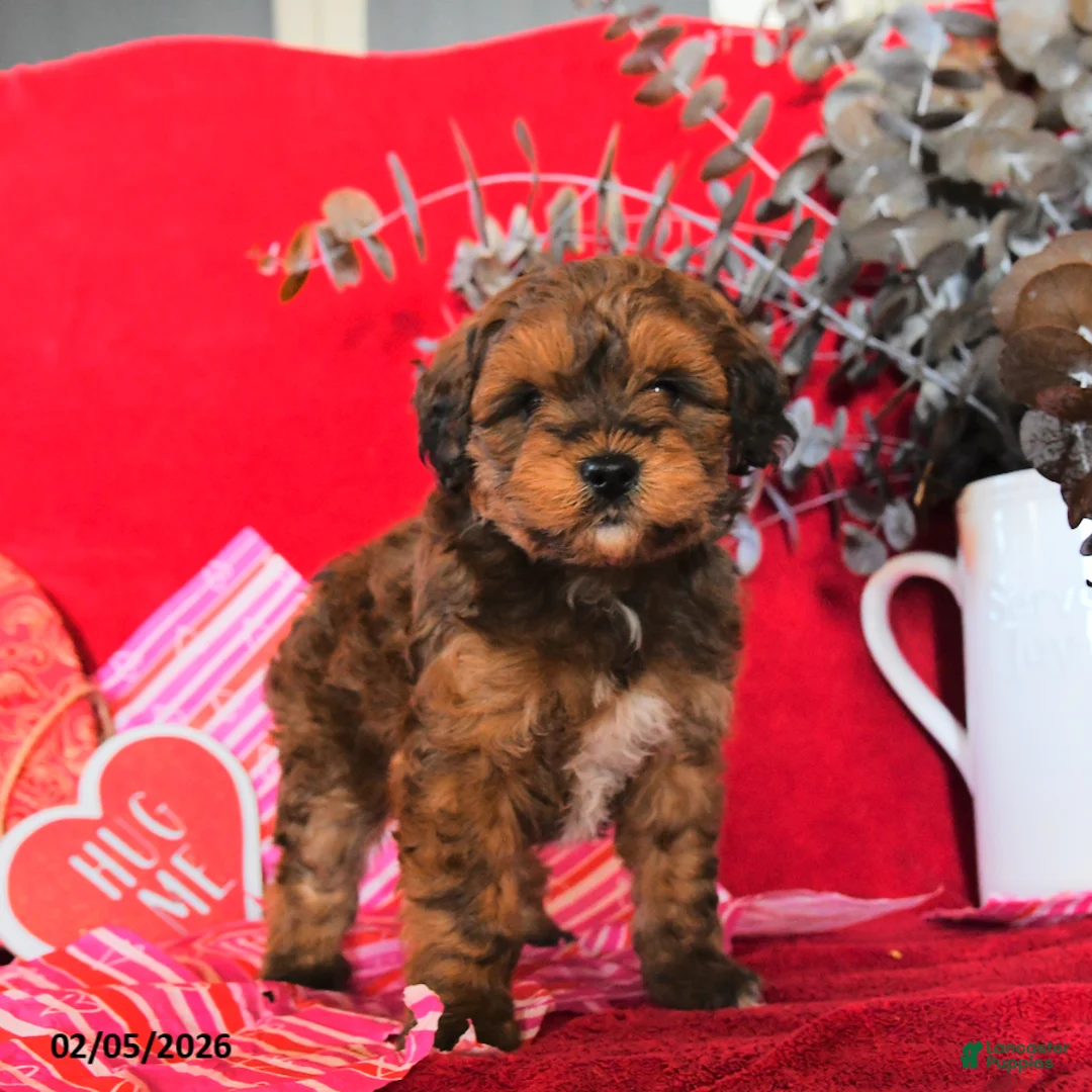 Yorkiepoo dogs for sale: Colton - Ad 4