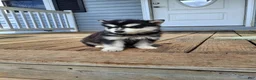 Pomsky dogs for sale: Diamond  - Ad 8