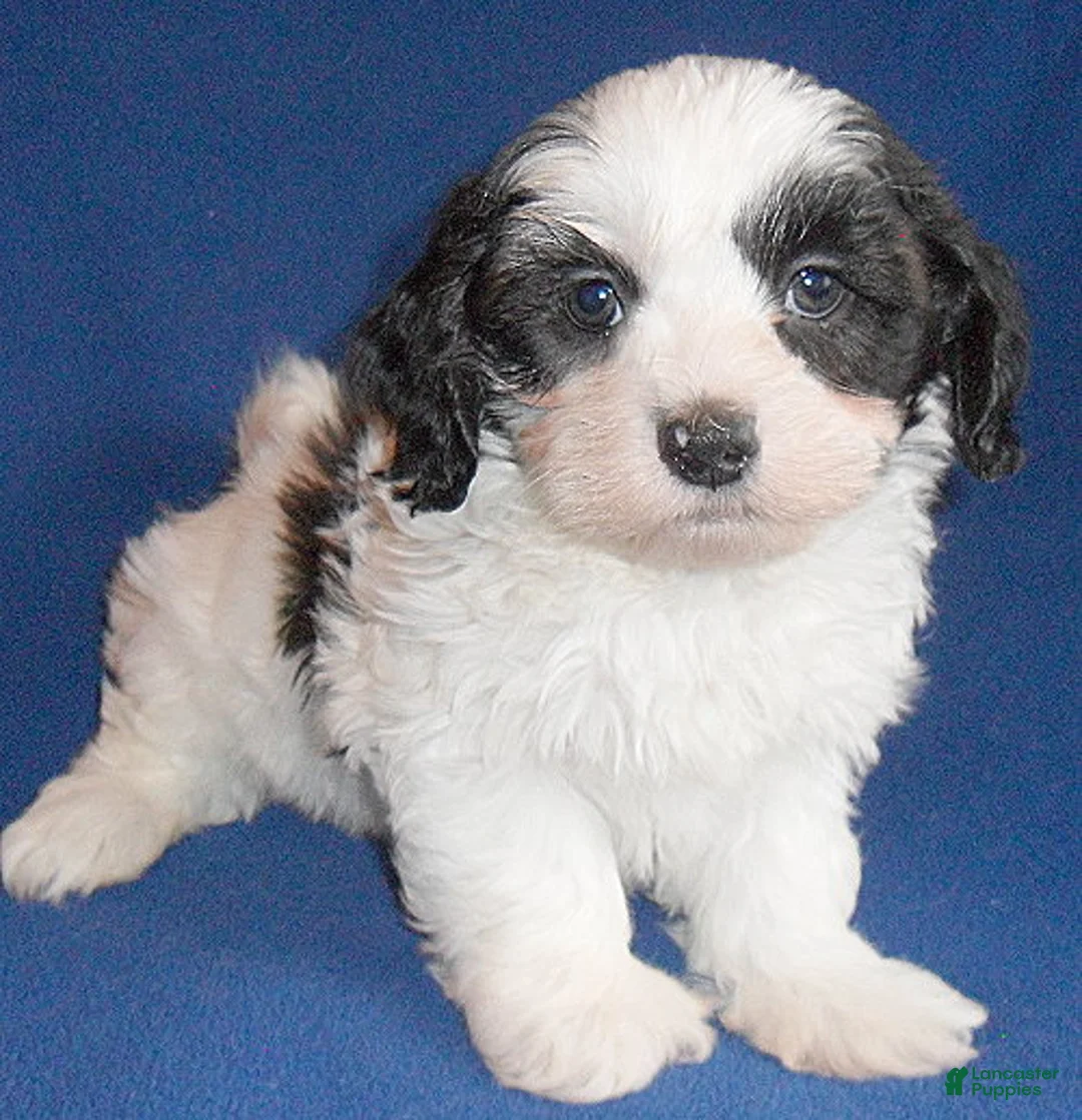 Shihpoo dogs for sale: Opie - Ad 2