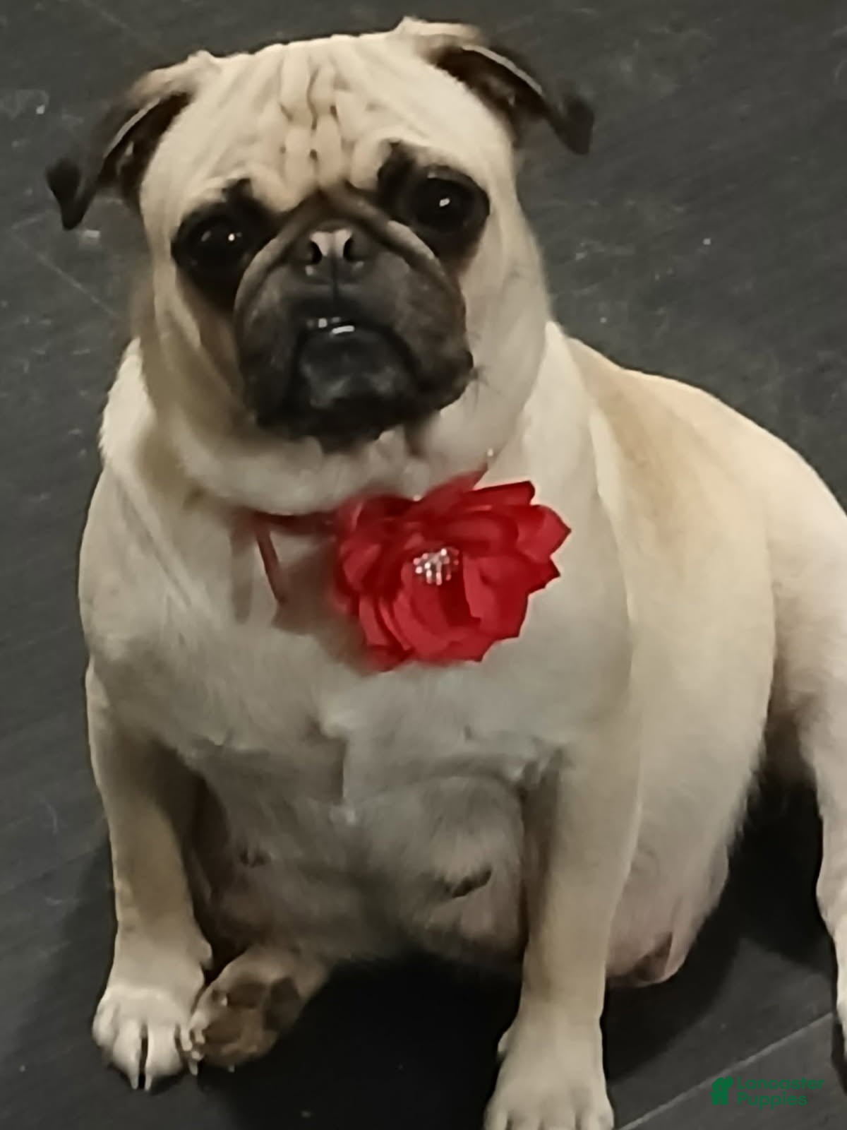 Pug dogs Pug Puppy 2 - Ad 2