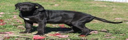 Great Dane dogs for sale: Great Dane Puppy 4 - Ad 7