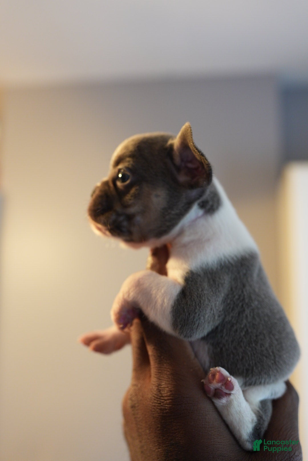 French Bulldog dogs for sale: French Bulldog Puppy  - Ad 8