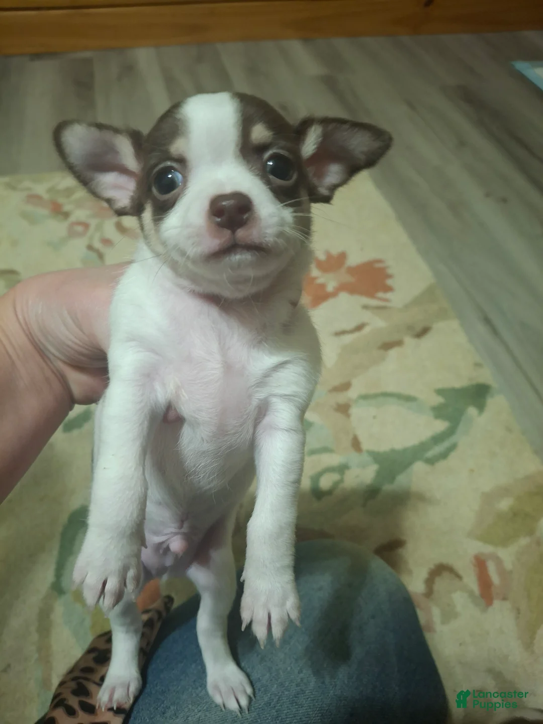 Chihuahua dogs for sale: Chihuahua Puppy 1 - Ad 8