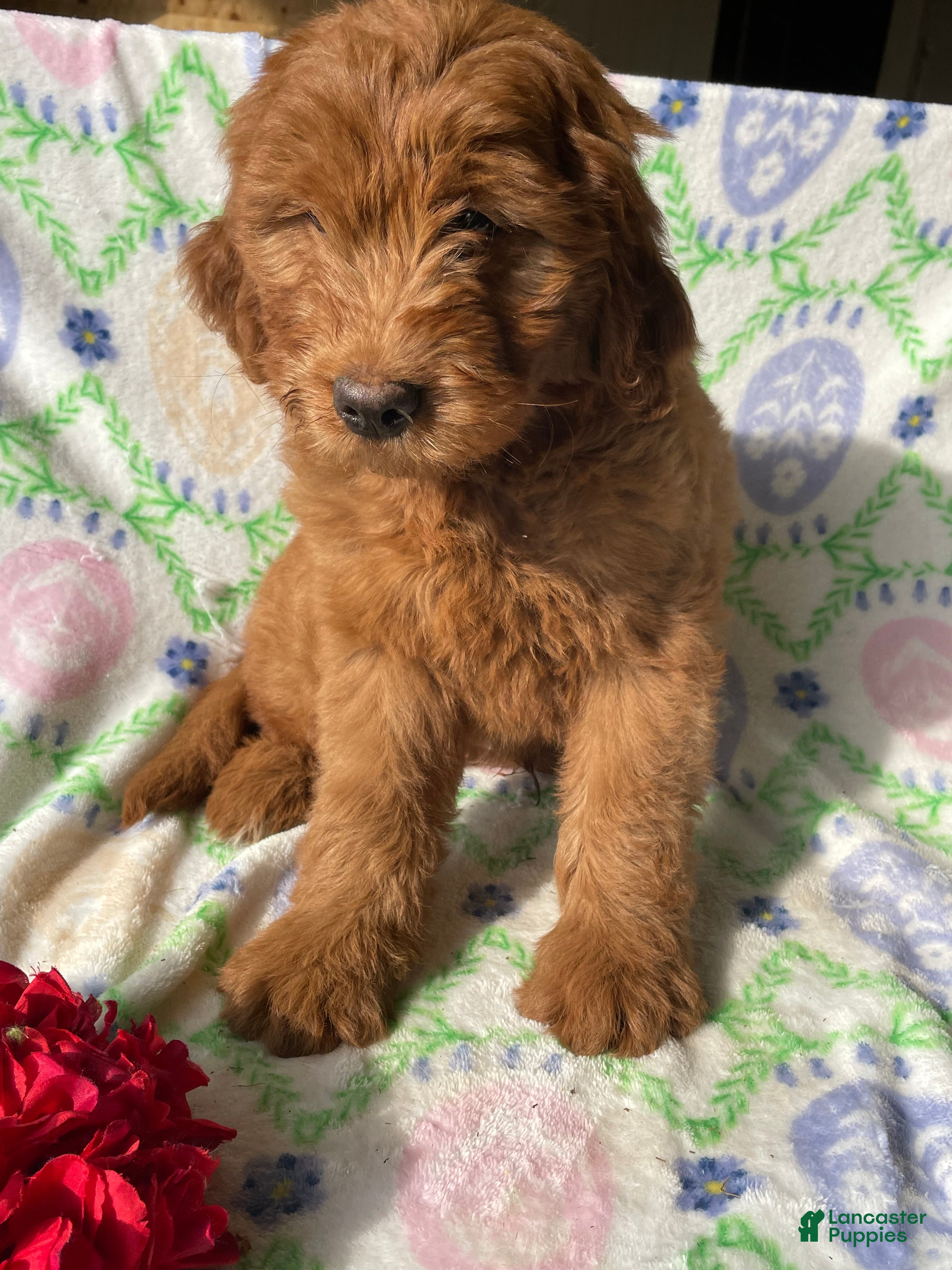 Mini Goldendoodle dogs Champ - Ad 31