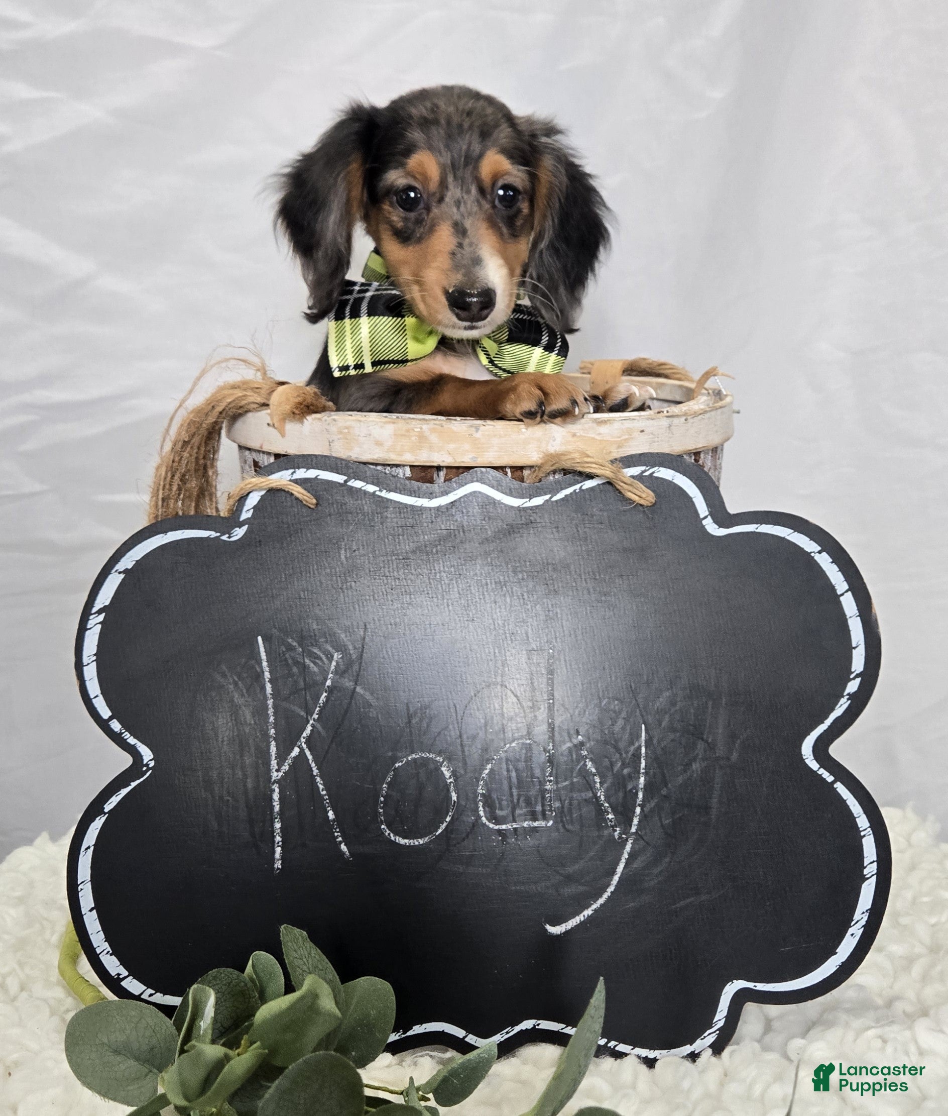 Miniature Dachshund dogs Kody - Ad 2