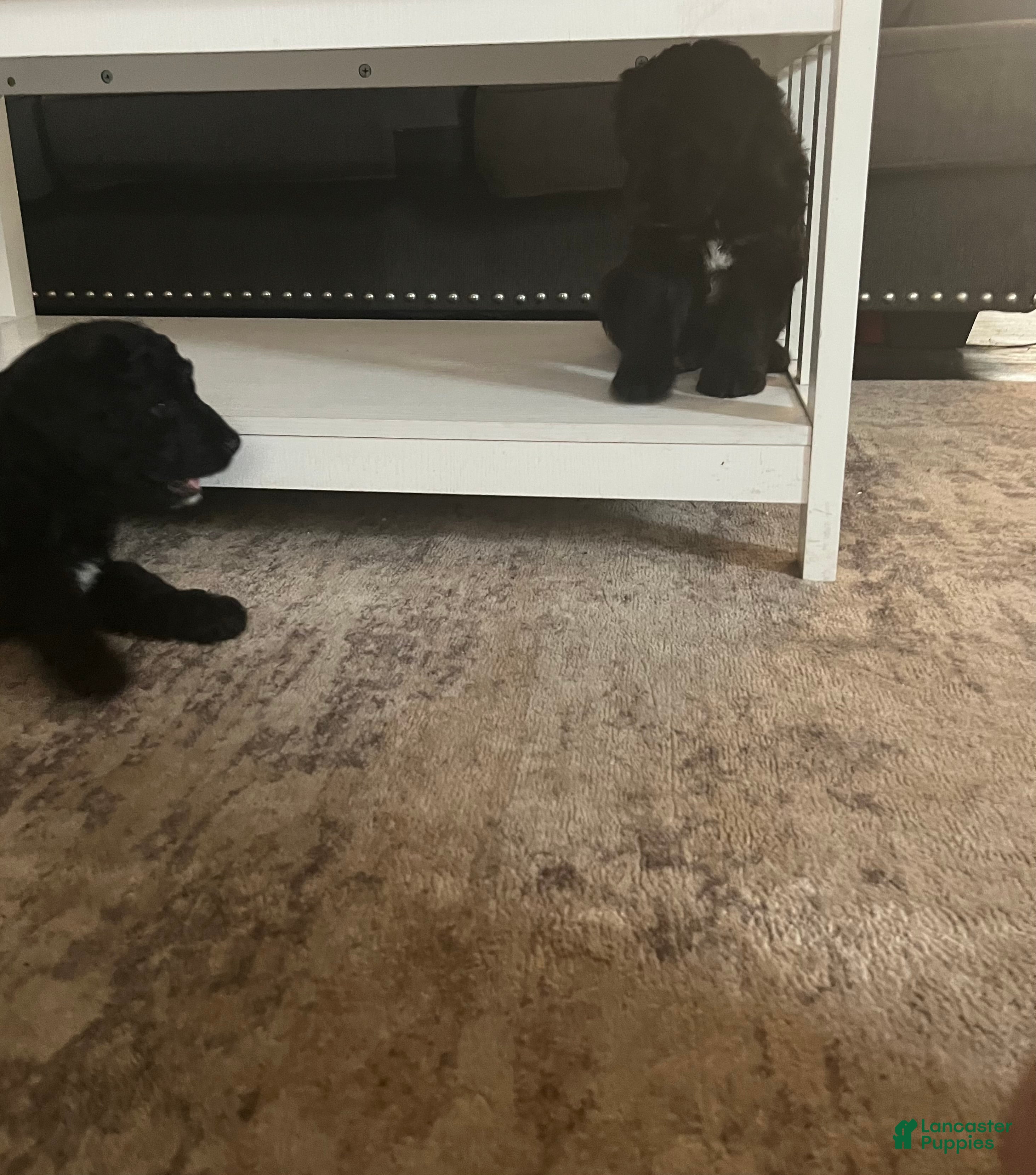 Aussiedoodle dogs Lucky  - Ad 2