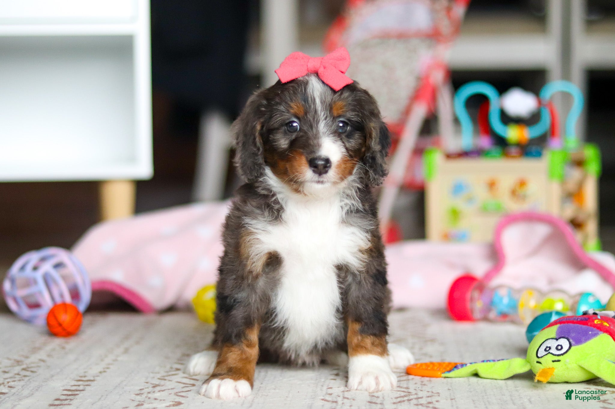 Mini Bernedoodle dogs Katie - Ad 1