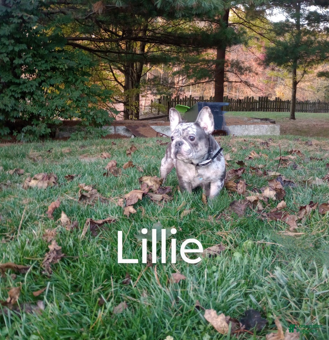 French Bulldog dogs for sale: Hunter  - Ad 7