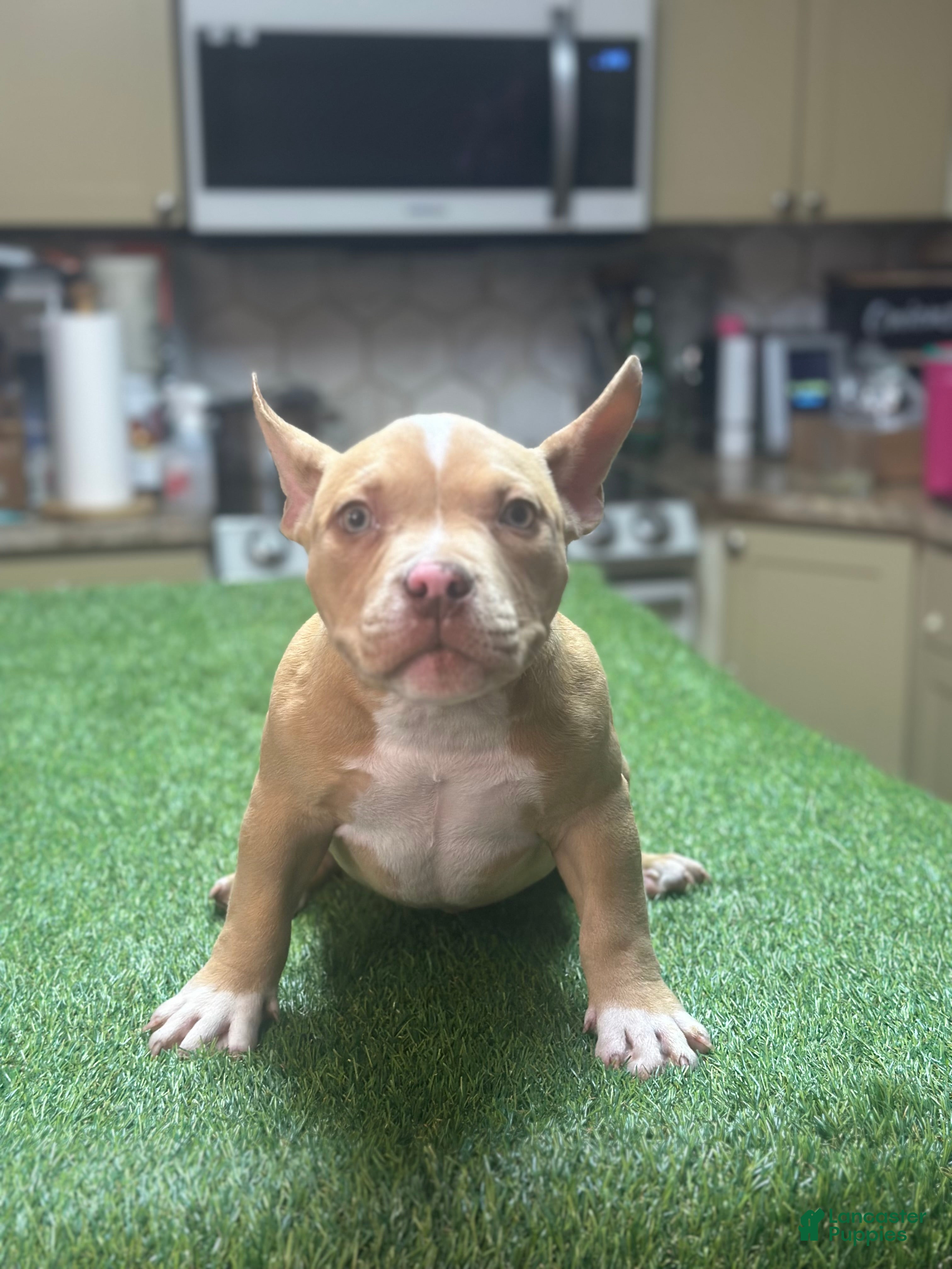 American Bully dogs Knox - Ad 6