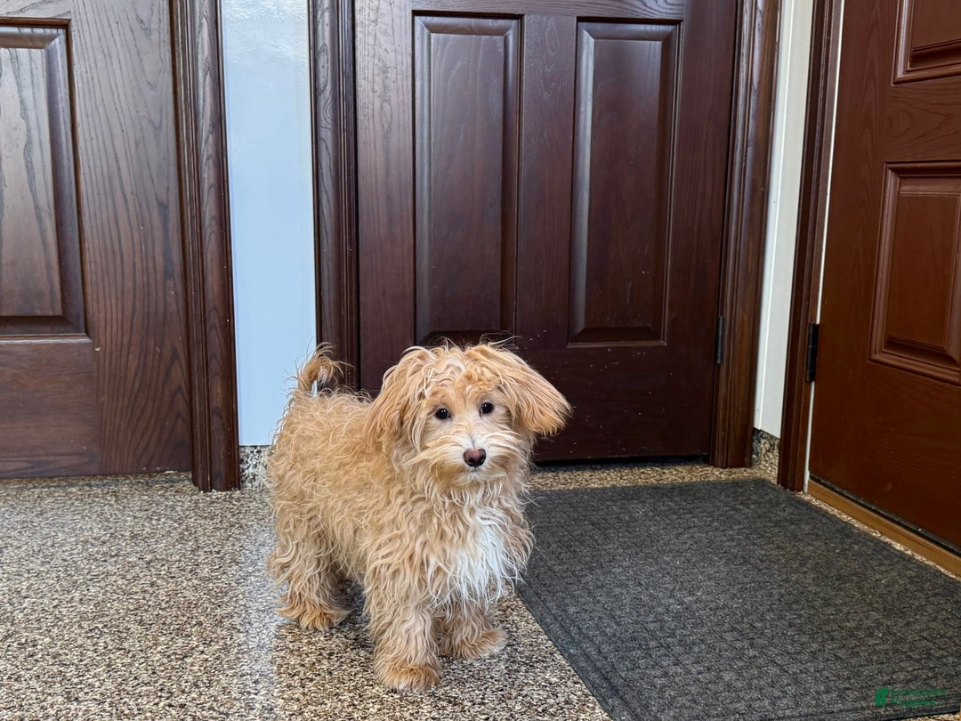 Maltipoo dogs for sale: Quinn - Ad 15