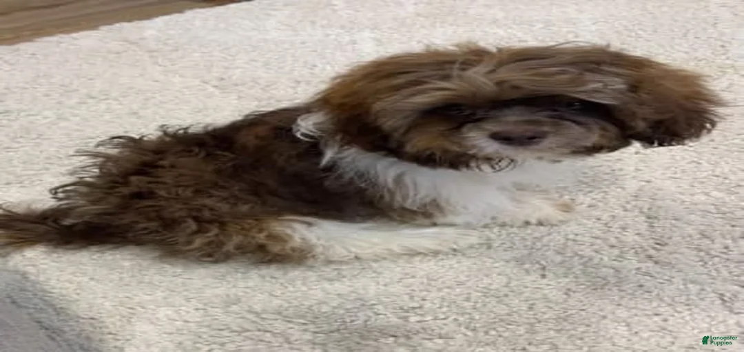 Gallery Image {{count}}