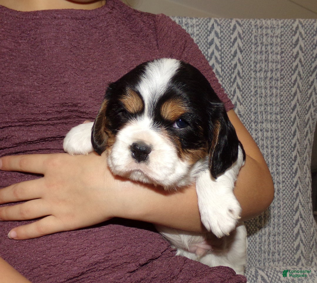 Cavalier King Charles Spaniel dogs for sale: Cavalier King Charles Spaniel Puppy 1 - Ad 10