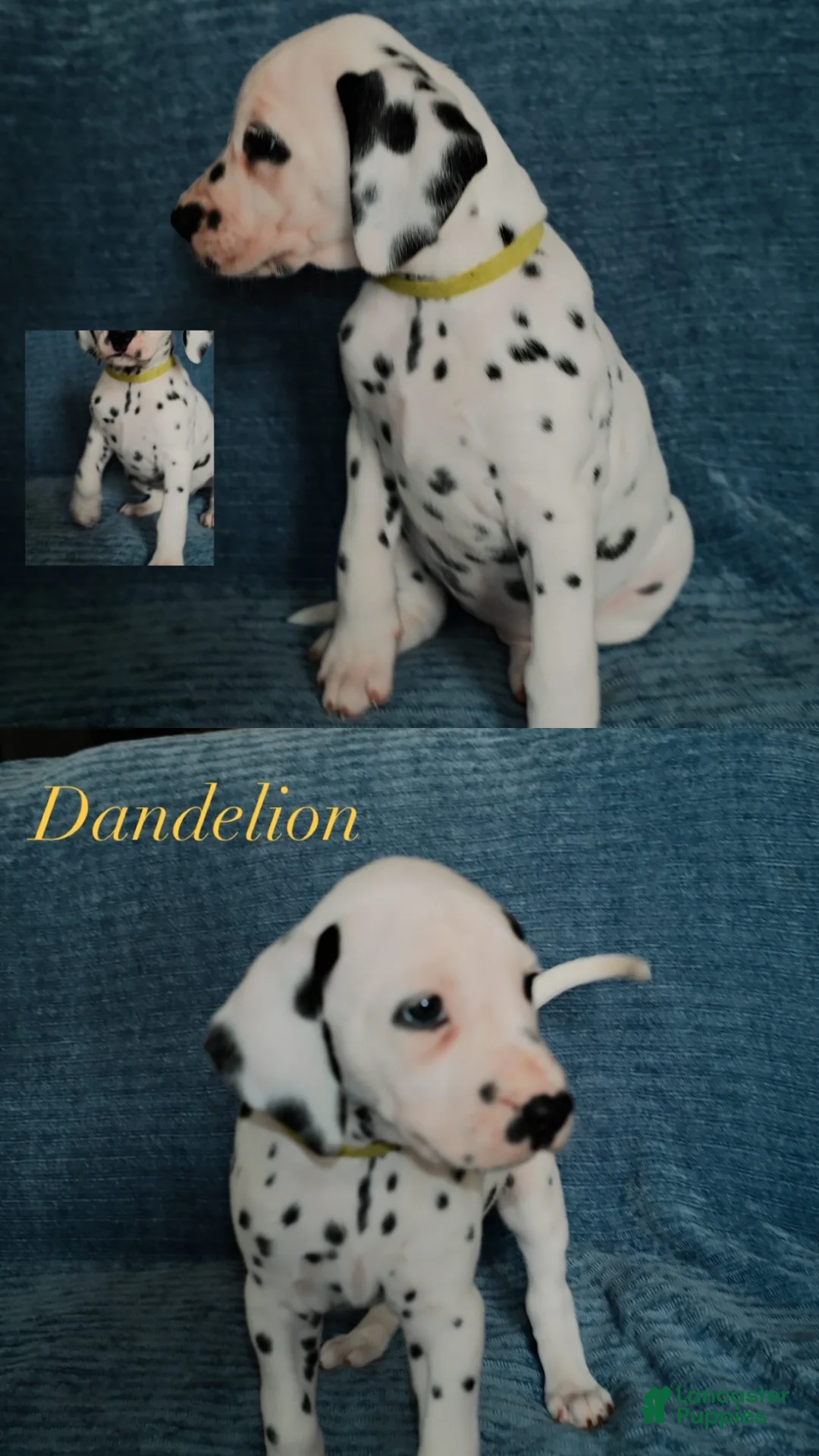 Dalmatian dogs for sale: Dandelion - Ad 1