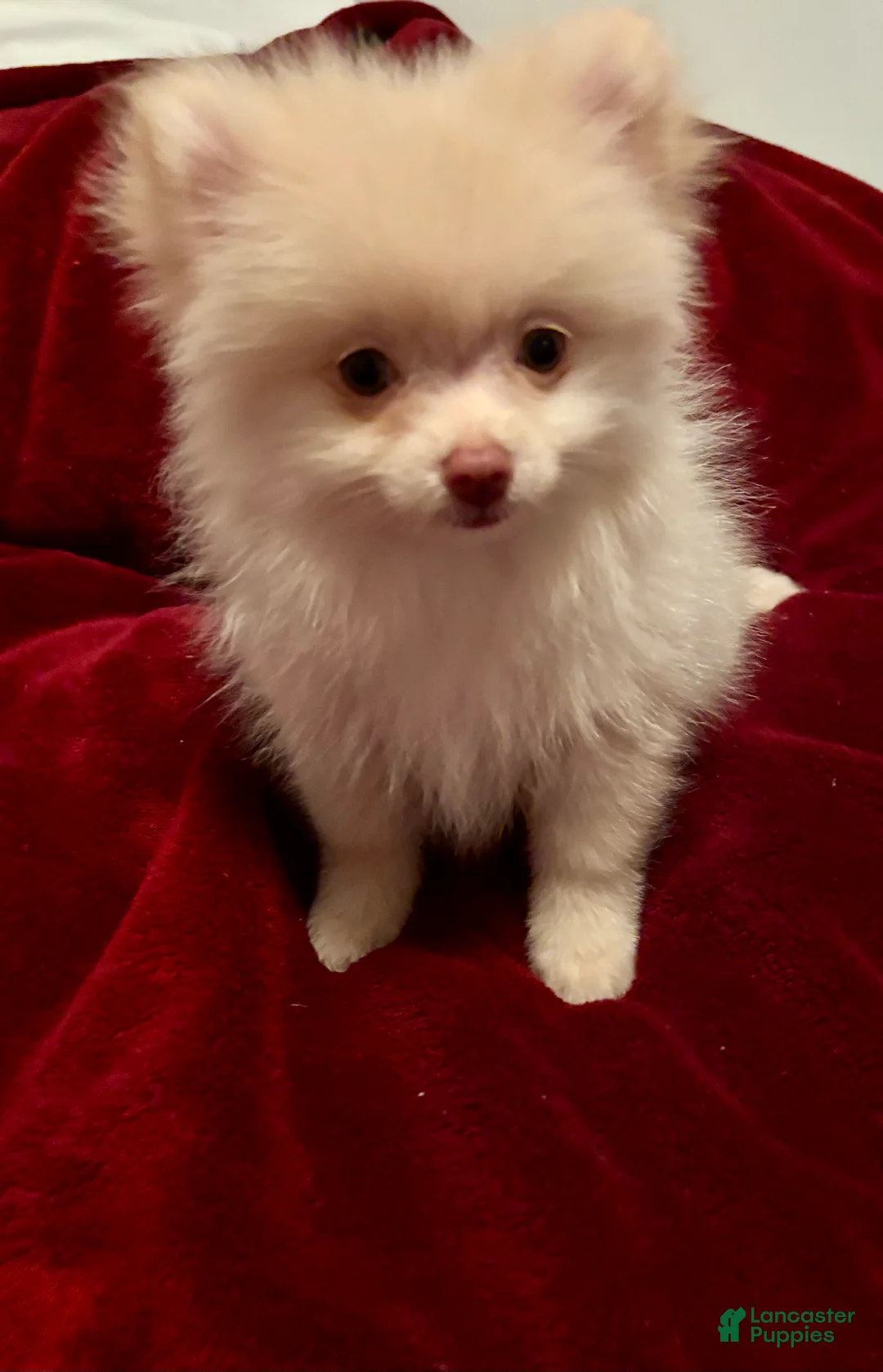 Pomeranian dogs for sale: Pomeranian 2 sherbet  - Ad 2