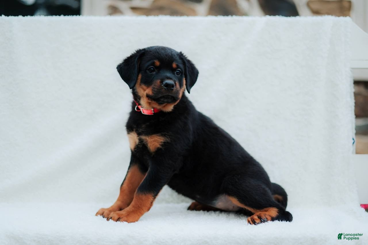 Rottweiler dogs Rottweiler 7 - Ad 1
