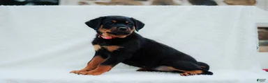 Rottweiler 7