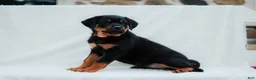 Rottweiler dogs for sale: Rottweiler 7 - Ad 1