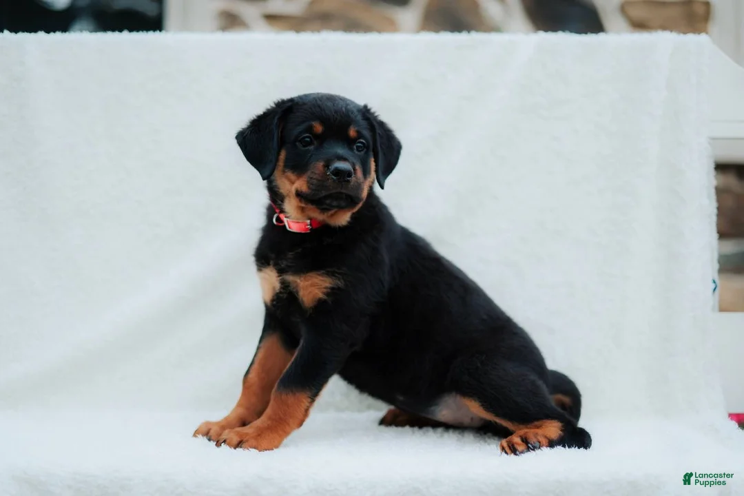 Rottweiler dogs for sale: Rottweiler 7 - Ad 1