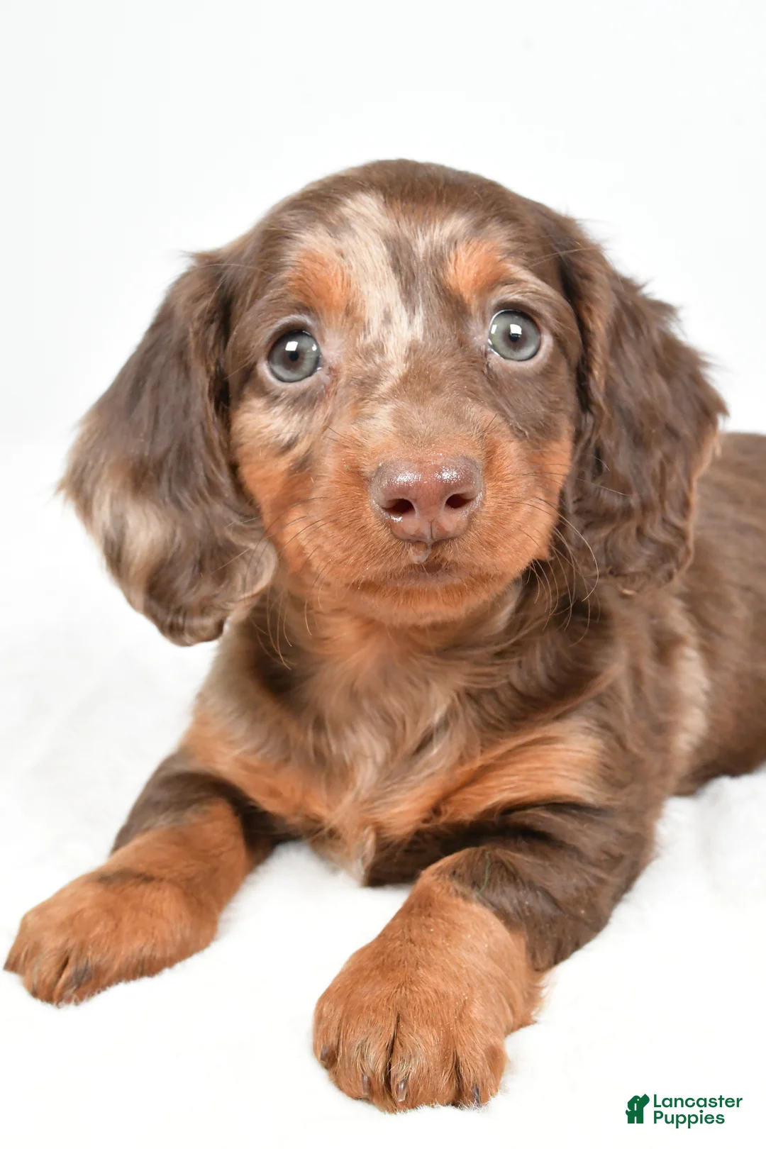 Dachshund dogs for sale: Teddy - Ad 3