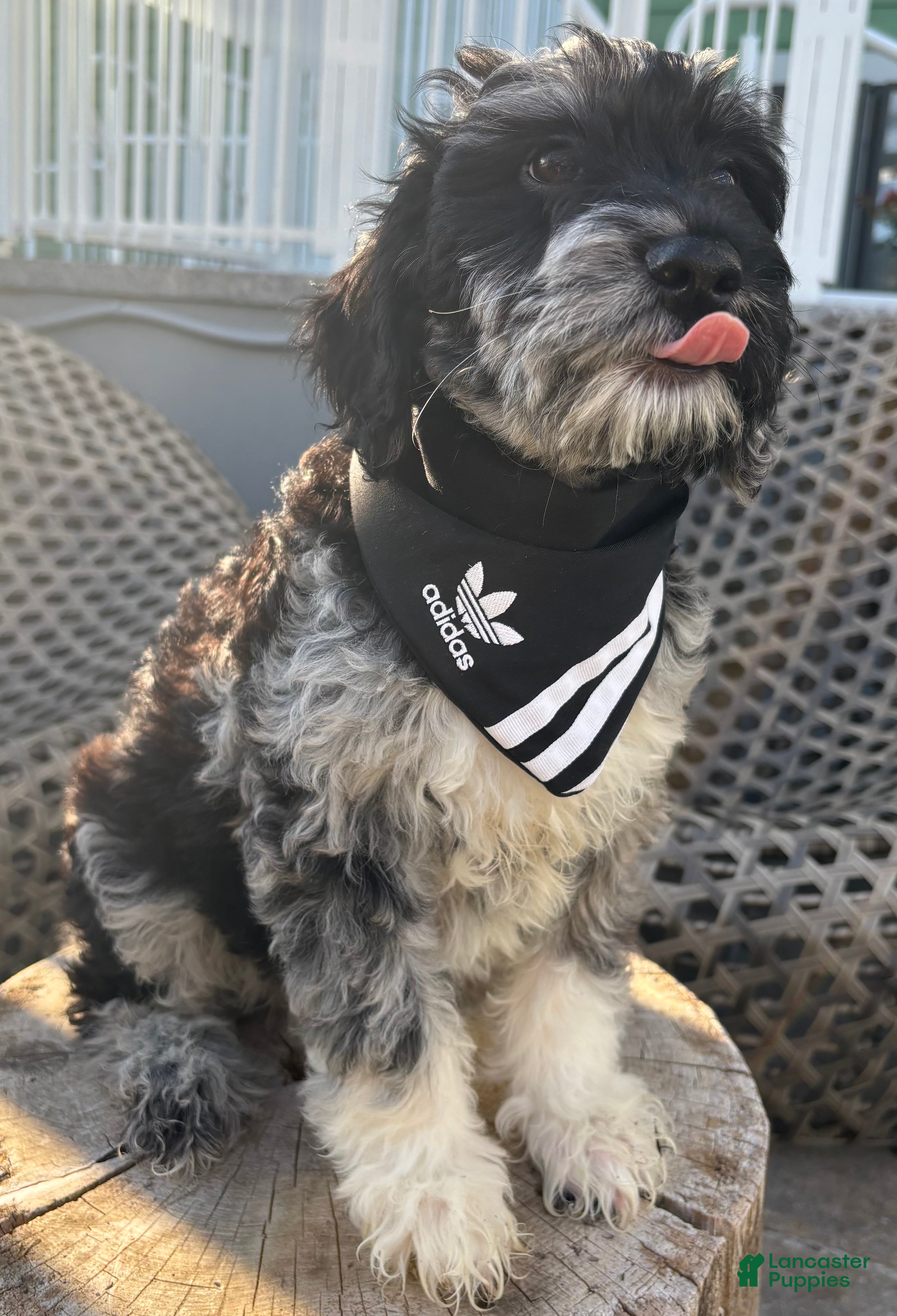 Goldendoodle dogs Luna  - Ad 1