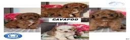 Cavapoo dogs for sale: Turbo  - Ad 16