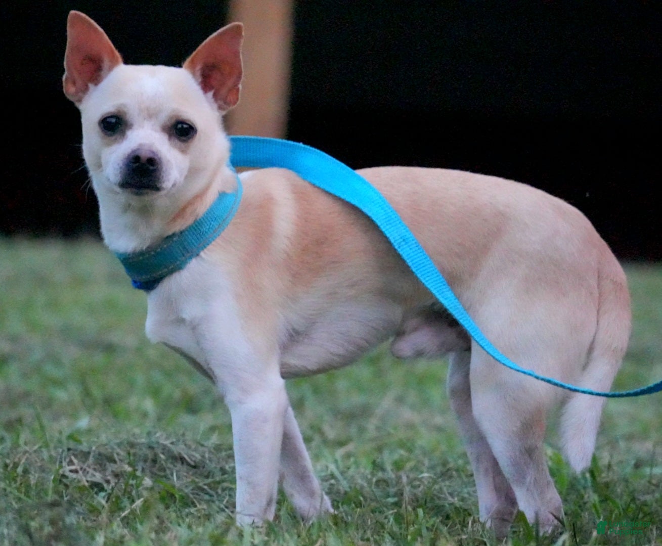 Chihuahua dogs Mr. Snickers  - Ad 29