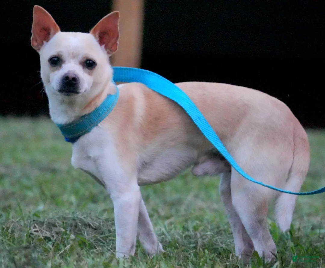 Chihuahua dogs for sale: Mr. Snickers  - Ad 1
