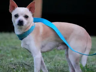 Chihuahua dogs Mr. Snickers - Ad 29