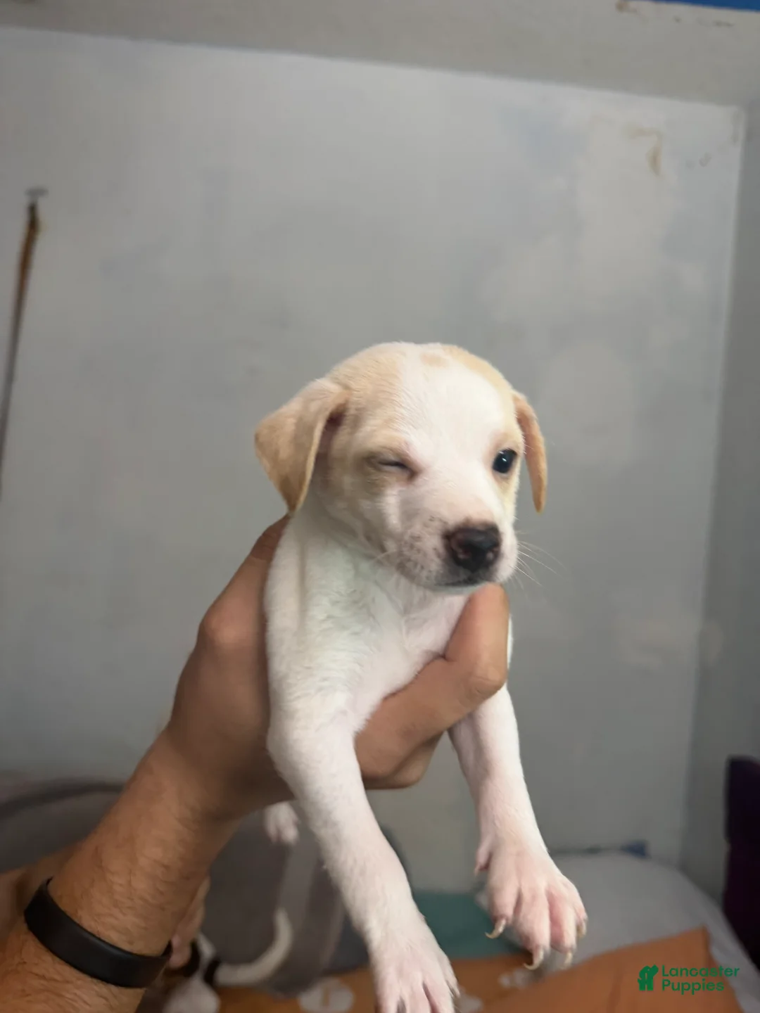 Mixed Breed dogs for sale: Mixed Breed 3 - Ad 2