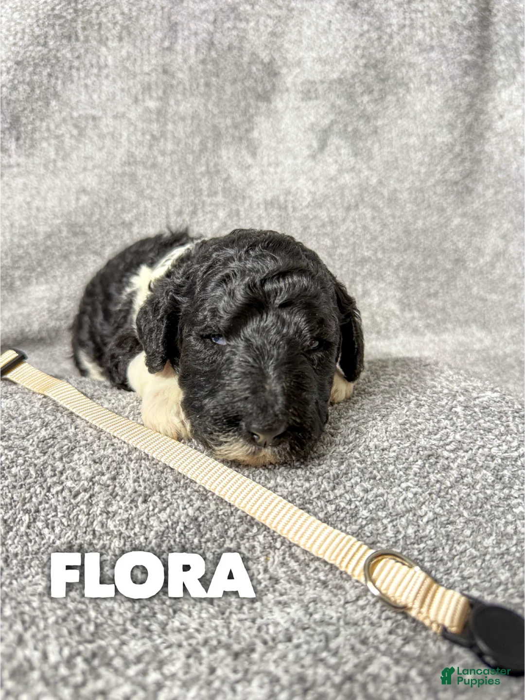 Standard Poodle dogs for sale: Flora - AKC - Ad 1