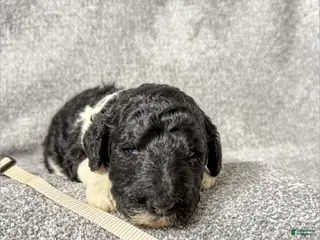 Standard Poodle dogs Flora - AKC - Ad 35