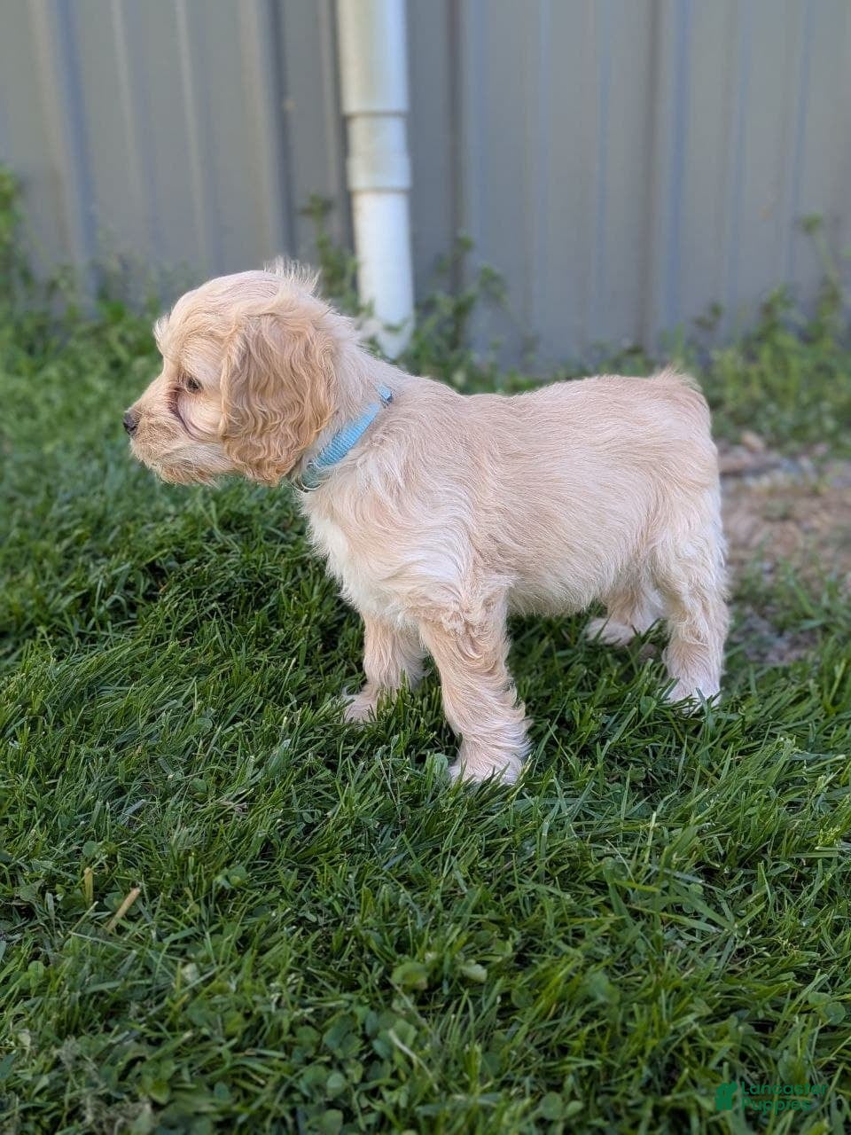 Cockapoo dogs Archie - Ad 2