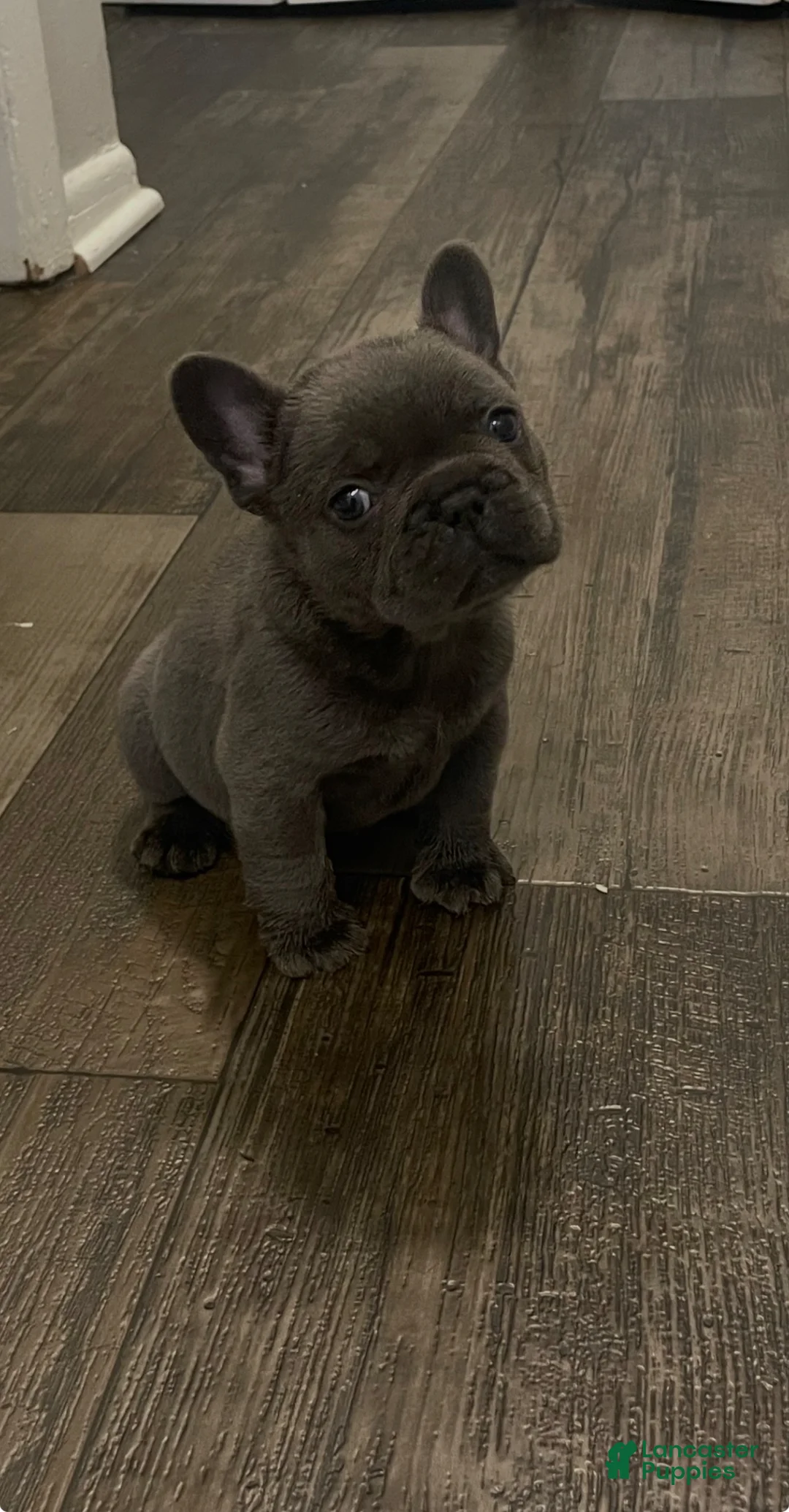 French Bulldog dogs for sale: French Bulldog Puppy 1 - Ad 3