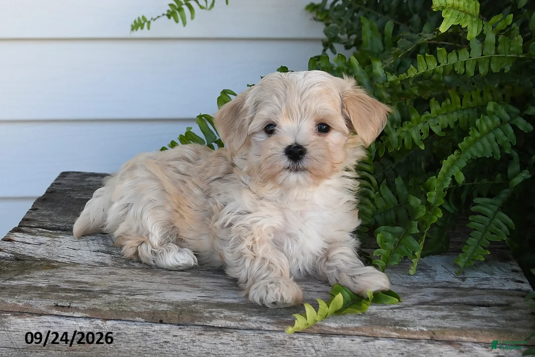Morkie dogs for sale: Benji - Ad 1