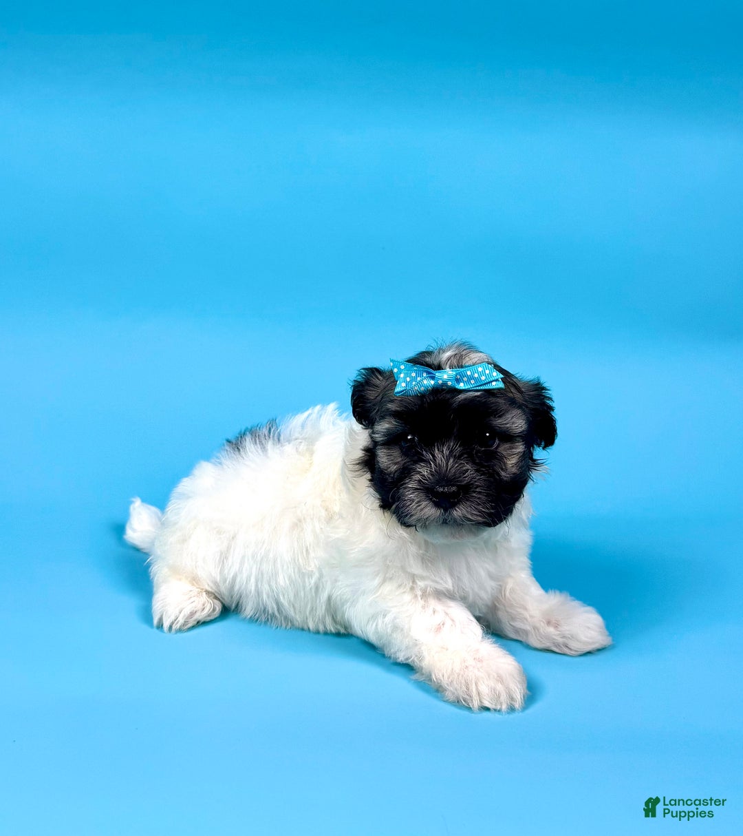 Havanese dogs for sale: VALERIE - Ad 4