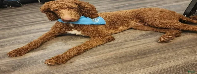 Peluche 