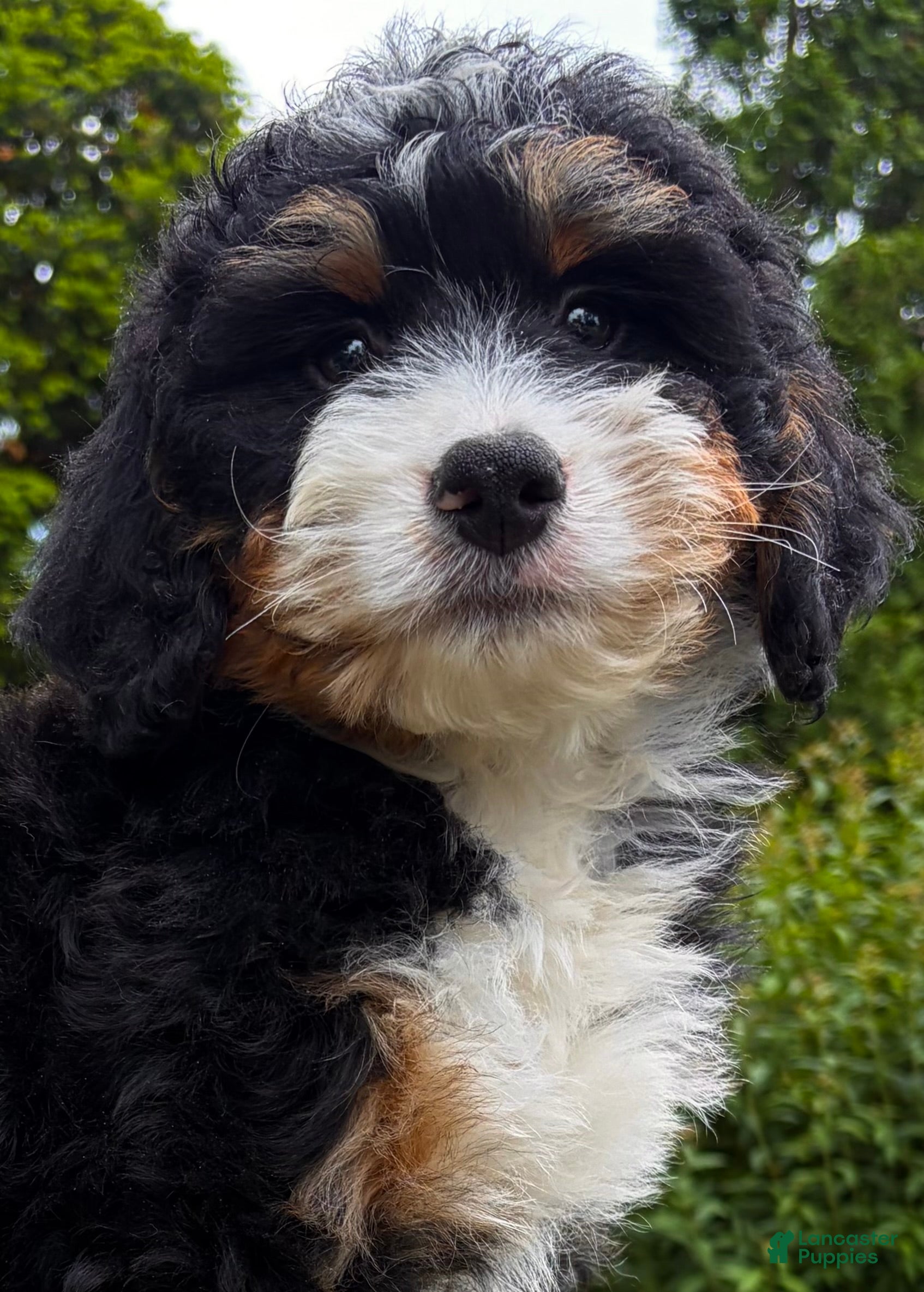 Mini Bernedoodle dogs for sale: 🩶IN BOSTON MASSACHUSETTS AREA🩶MINI BERNEDOODLE BOY🩶 - Ad 3