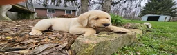 Labrador Retriever dogs for sale: Tanner  - Ad 13