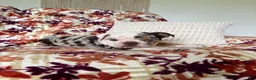 English Bulldog dogs for sale: English Bulldog 1 - Ad 9