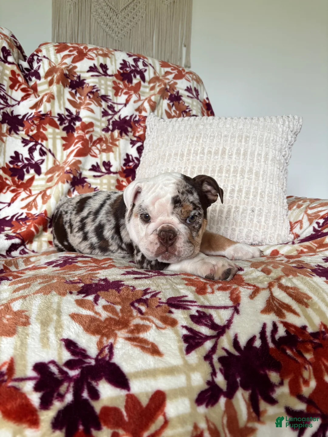 English Bulldog dogs for sale: English Bulldog 1 - Ad 9