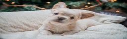French Bulldog dogs for sale: Oakley - Ad 1